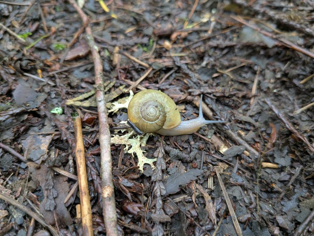A cute lil snail, kinda yellow in color, cruising along the forest floor.