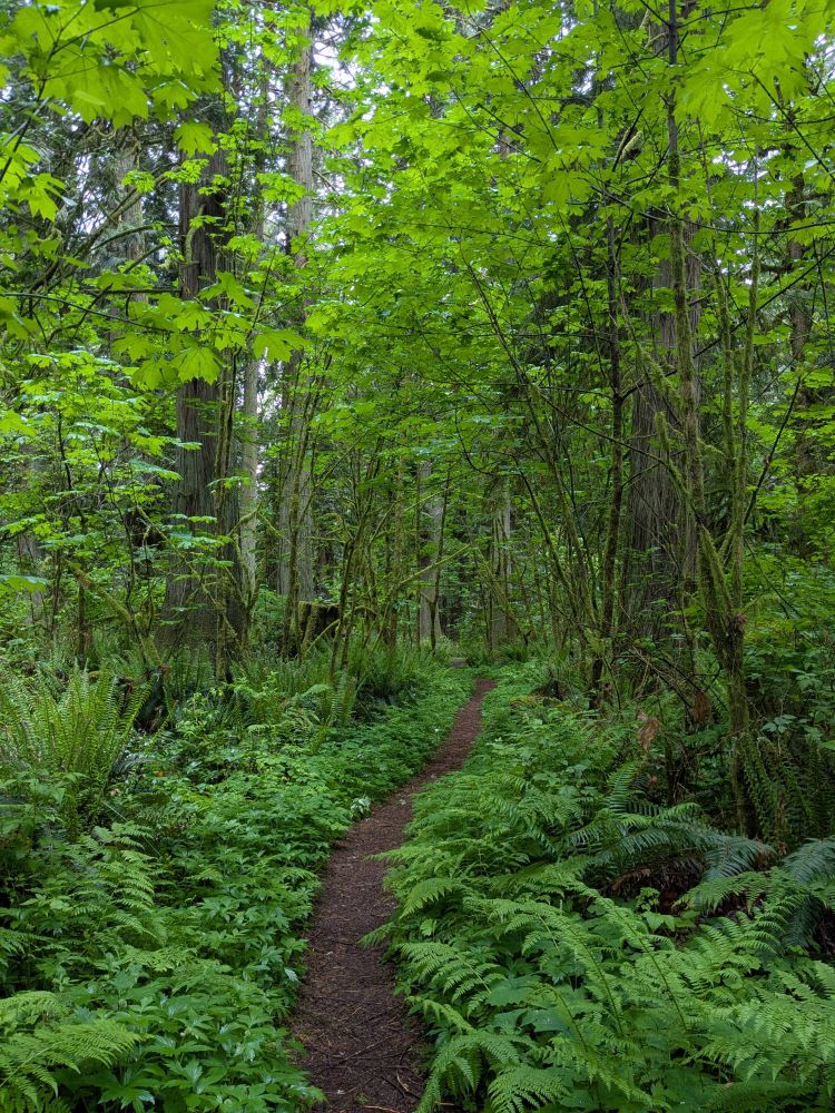 A very green forest: maple trees covered in moss, ferns, and a wandering path.