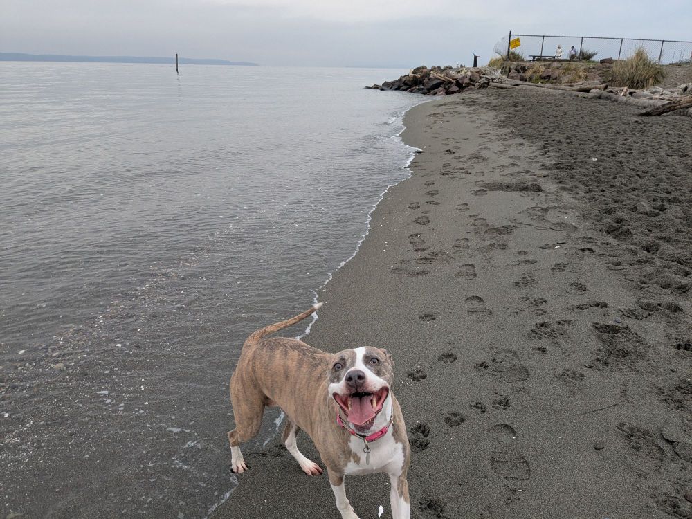 A very silly doggo (brown and white whippet/pitbull mix) smiles with her whole face while running amok on a sandy beach on a grey day.