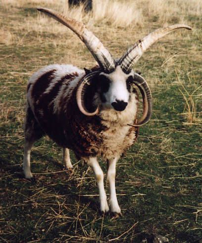 Image of a four horned or Jacob’s sheep 