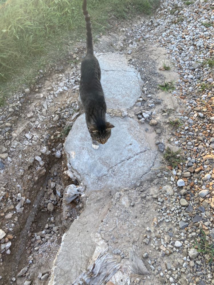 Tabby cat looking over parts of the road that washed out during storms.