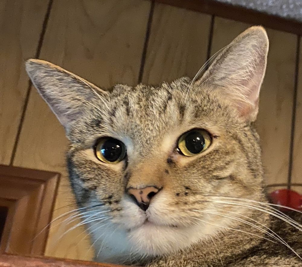 Extremely derpy tabby cat staring into the Great Beyond.