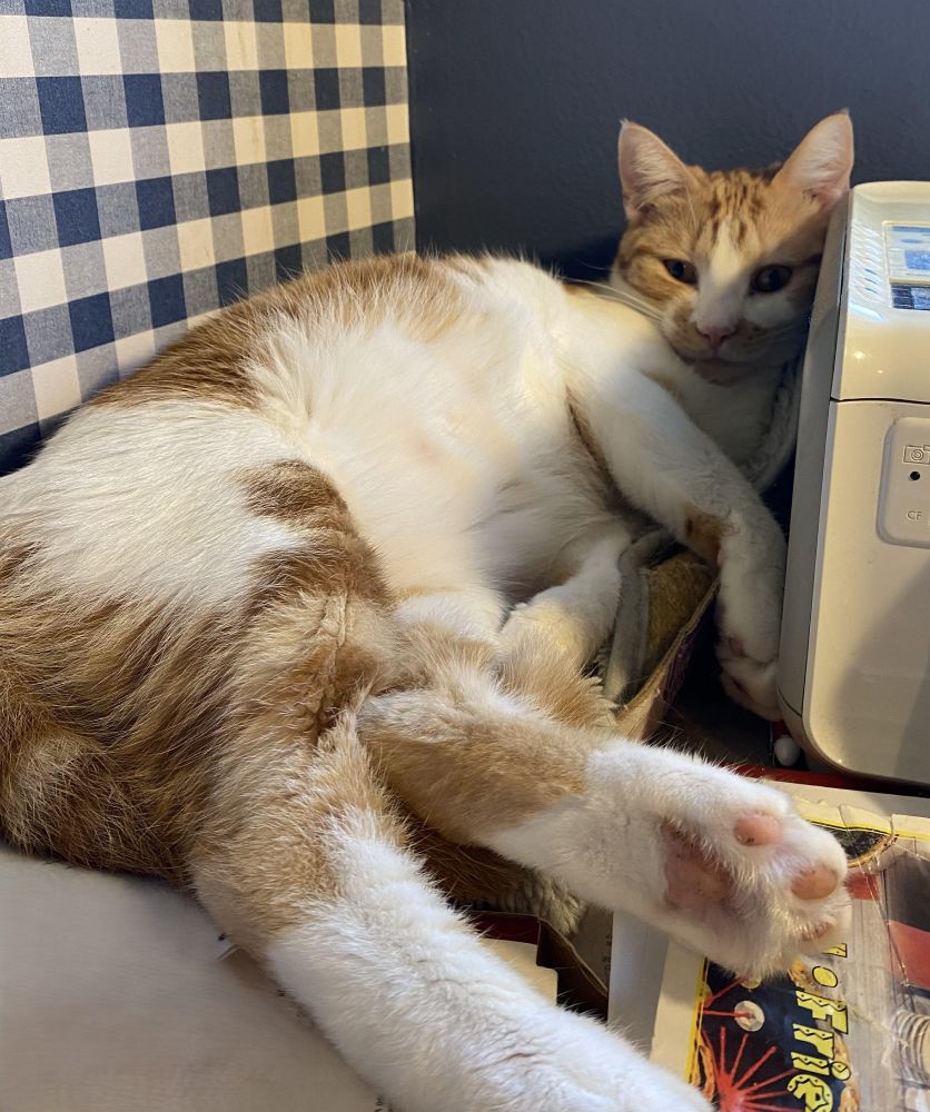 Punkin the rescue cat shows us her beans.