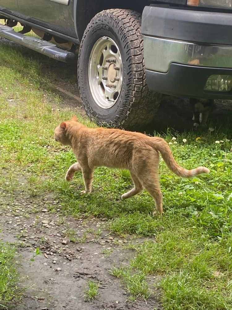 Ancient feral tom who came seeking food.
