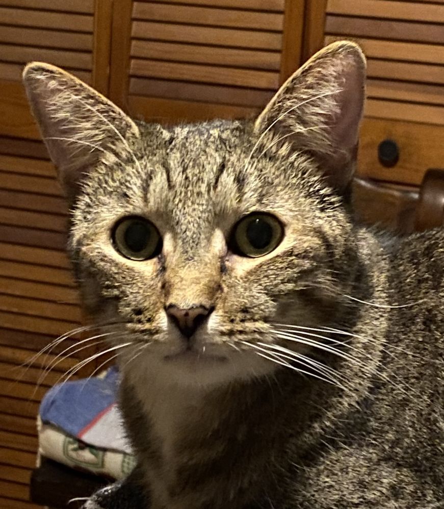 Shaggy Cat looking his usual goofy self.