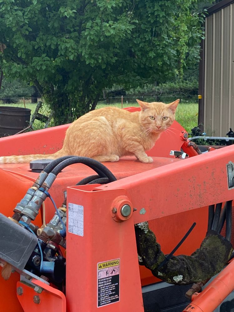 Old wild orange tomcat siting on an orange Kubota tractor