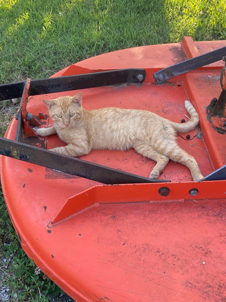 Raunchy old feral tomcat who screams for food while hissing at people...