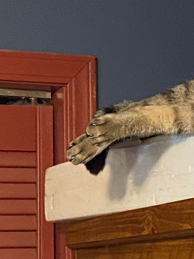 Shaggy Cat's monster feets...