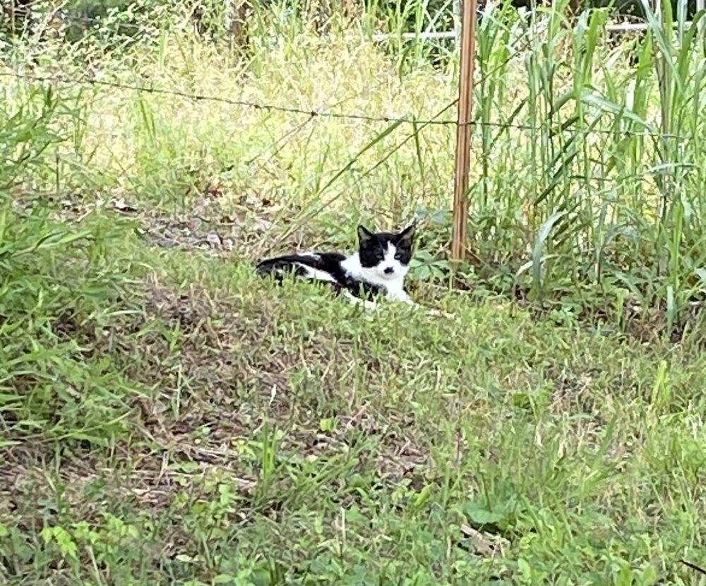 Black and white cat looking none too pleased with you.