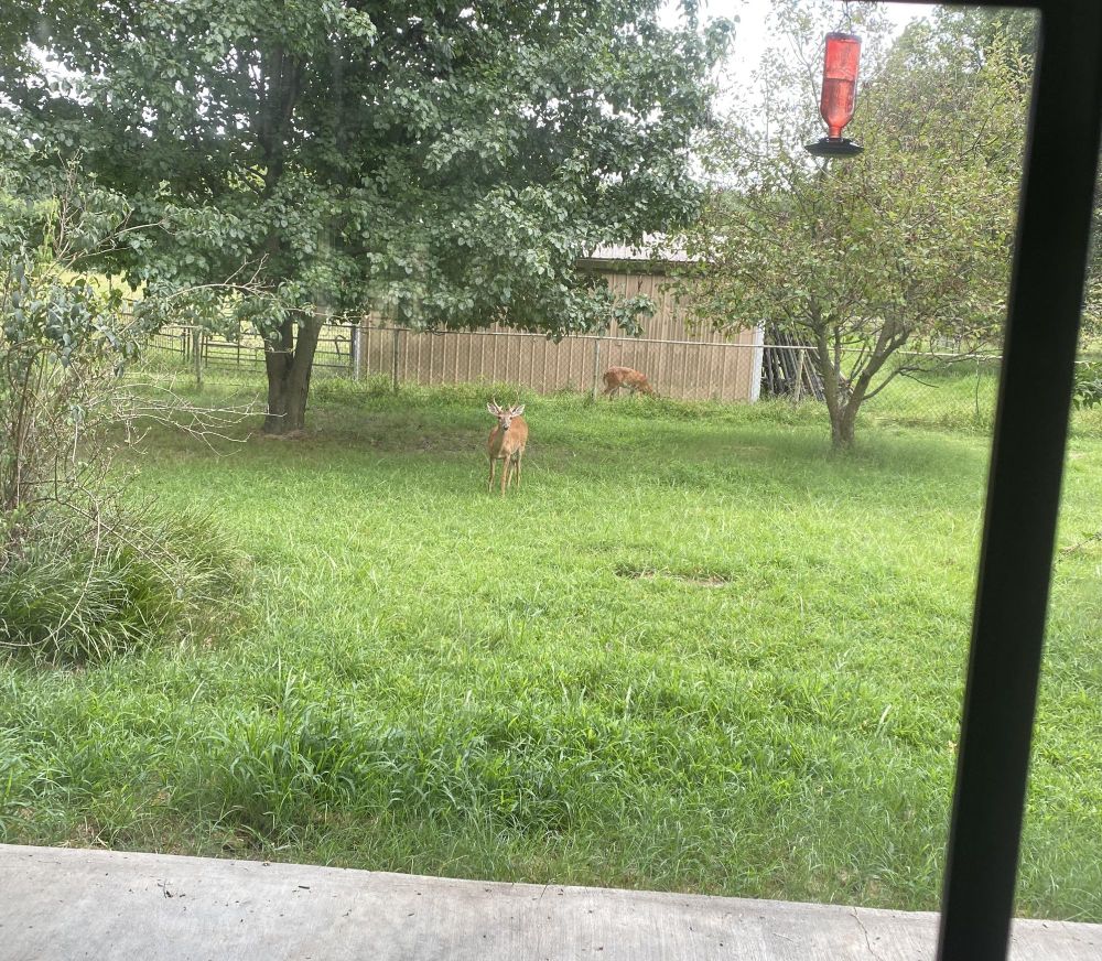 A couple of deer who brazenly came to munch in the yard.
