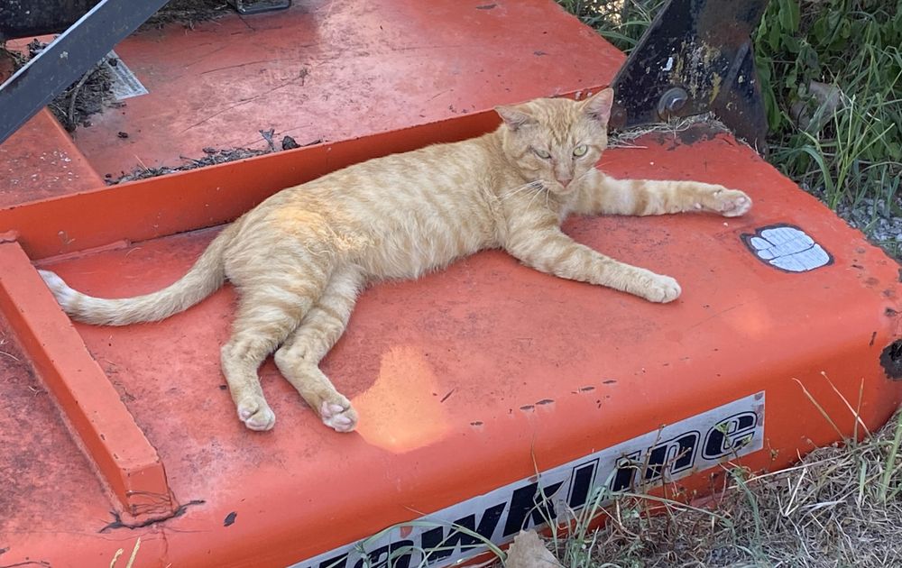 Old feral tom reclining on the brush hog...