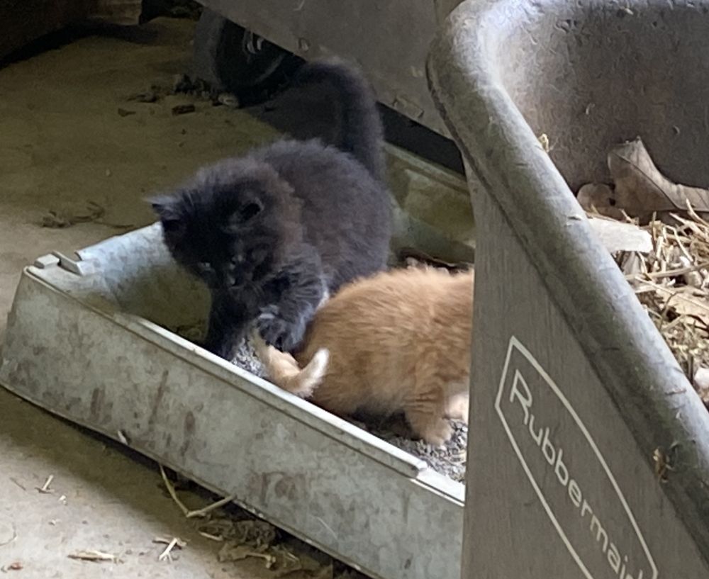 Kittens, one with serious business, another wanting to play, in an old litter pan in the barn.