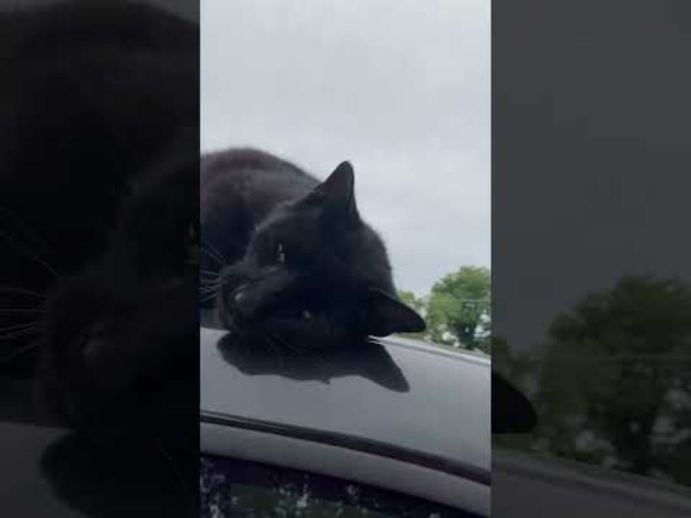 I'm Too Sexy For This Truck