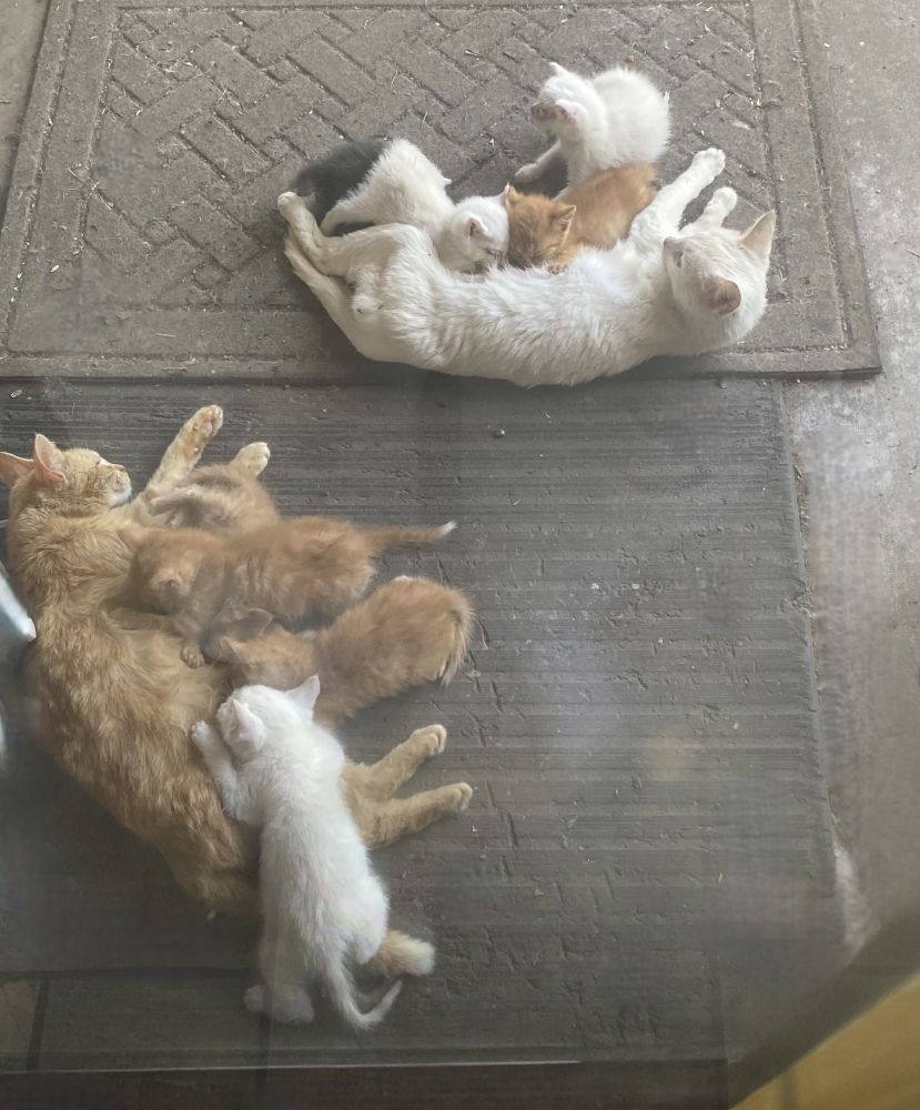 Two mamma cats sharing in nursing duties by intermixing two litters.