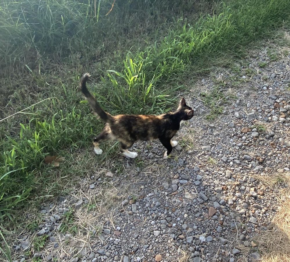 Little calico kitty with white socks...