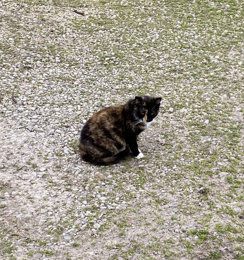 Little calico kitty on the look-out for a living snack.