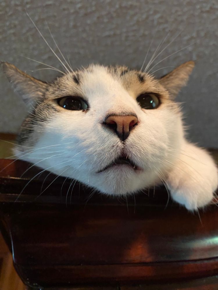 Grey & white tabby on top of one of the china hutches.