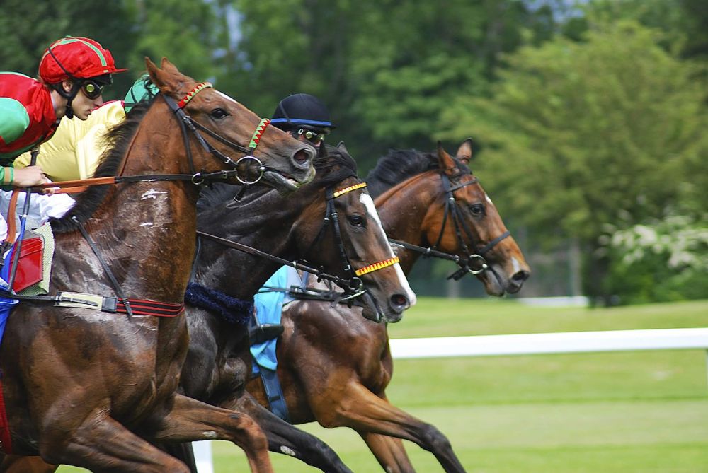 Les pronostics du Quinté du lundi 21 octobre 2024 à Deauville | Bretagne5