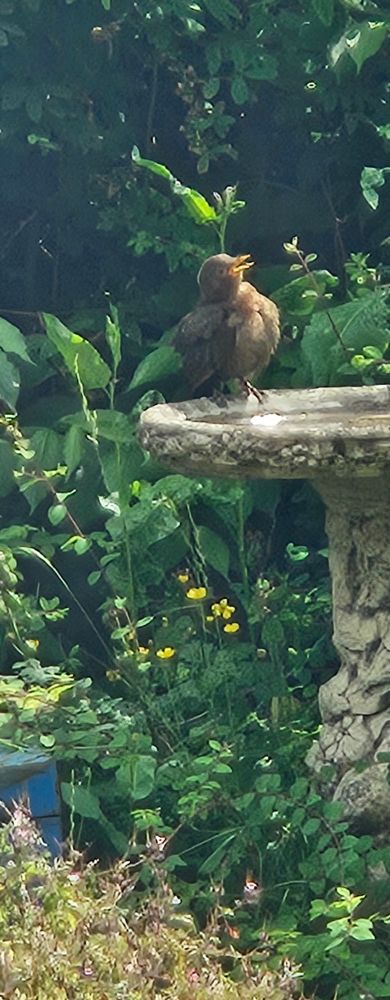 The first blackbird(?) That has visited my garden in a while. She was enjoying the mealworm and bird bath :)
