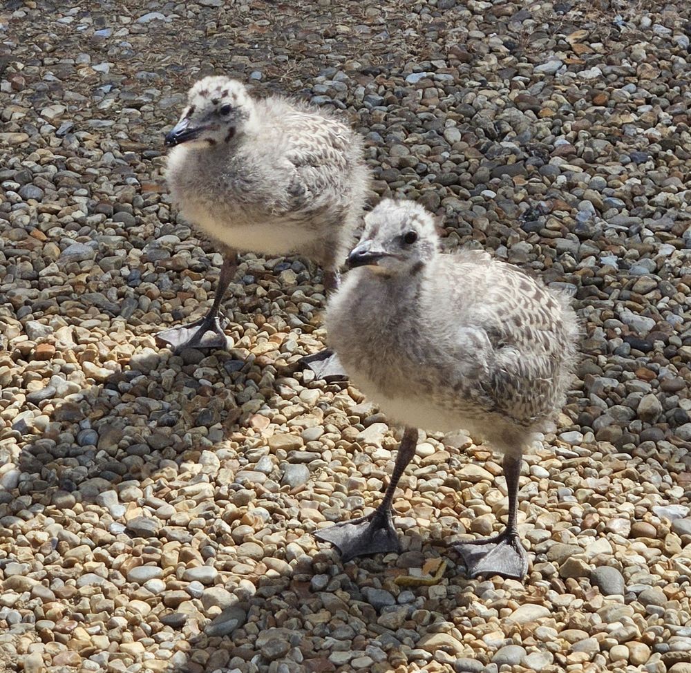 Two baby seagulls standing on a pebbley path