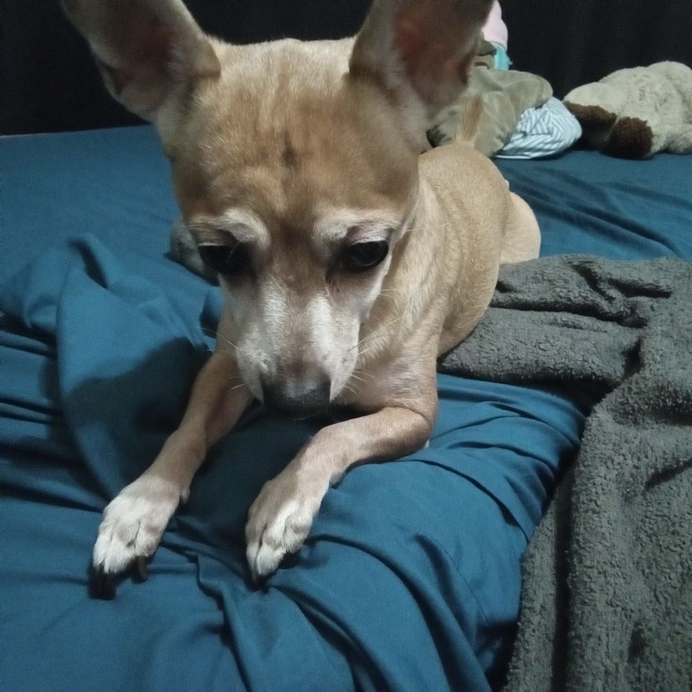 My dog Charlie doing what I call the chicken wings!