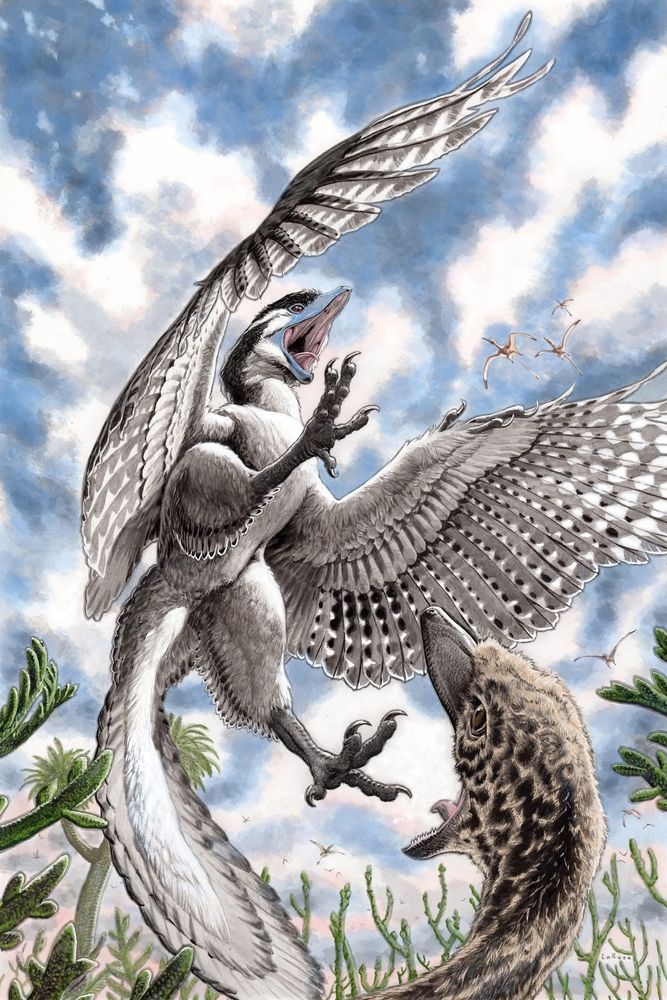Este es el decimocuarto especimen descrito de Archaeropteryx (alojado en el Museo de Historia Natural de Chicago). Su grado de conservación permitió observar la presencia de plumas especializadas llamadas terciales, así como adaptaciones en sus patas para poder caminar en el suelo. Al parecer, Archaeopteryx podría haber vivido cómodamente tanto en el suelo como en los árboles.      