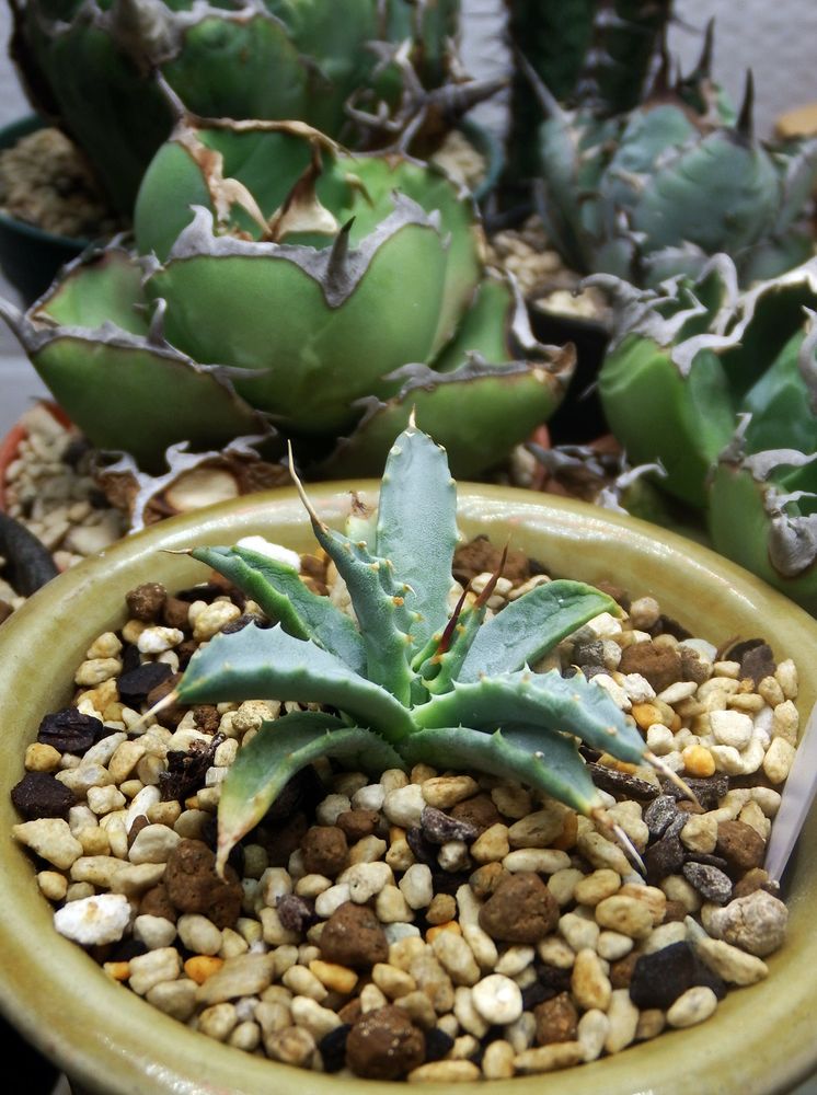 Agave utahensis nevadensis
アガベの小苗　陶器鉢植え