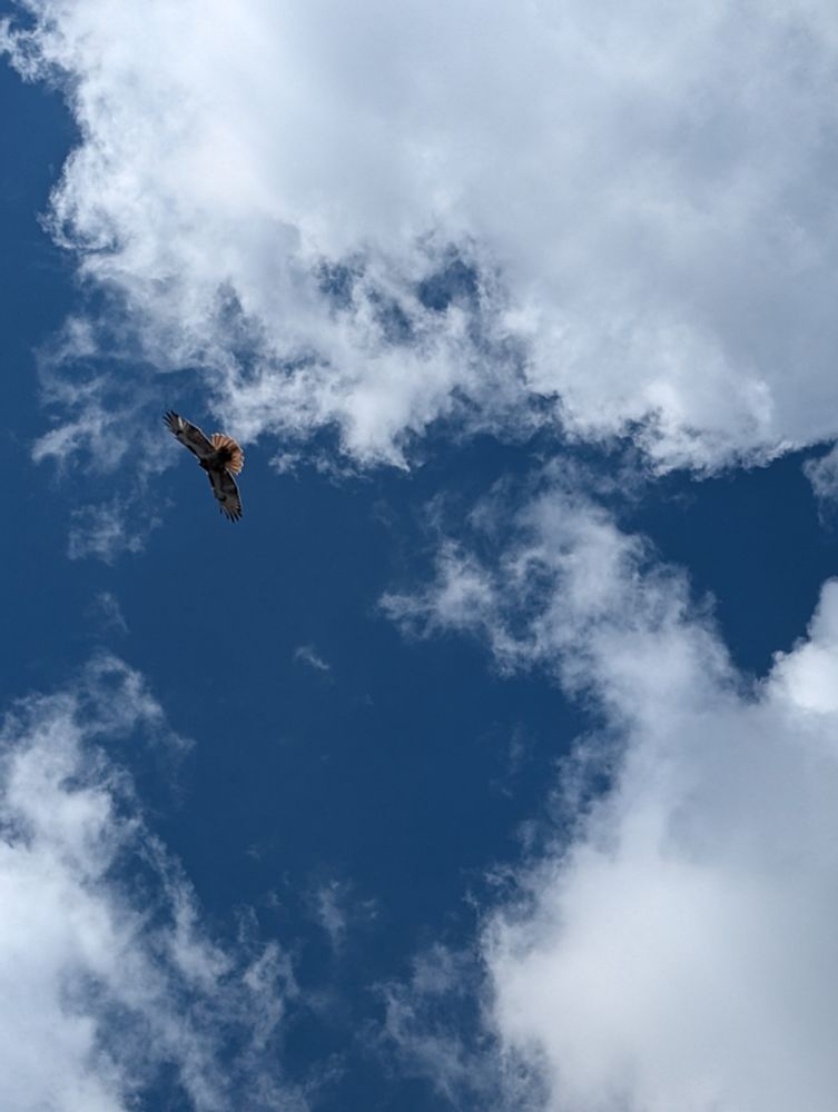Hawk circling in a blue sky with fluffy white clouds in the background. 