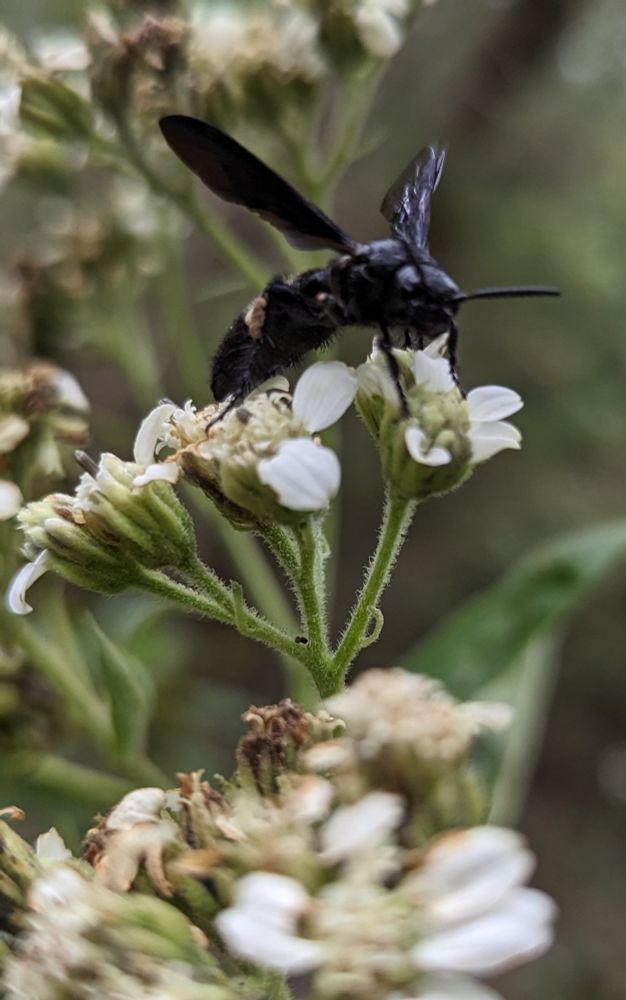 Four Toothed Mason Wasp on a white flower.
