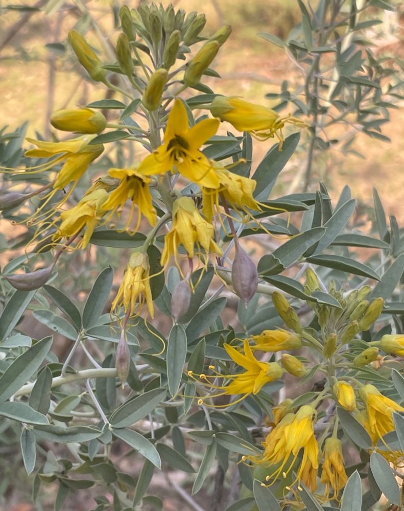 Picture of yellow flowers and blue green foliage from a native bladderpod bush. 