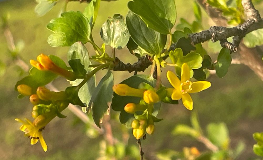 Picture of yellow blossoms from  golden currant bush 