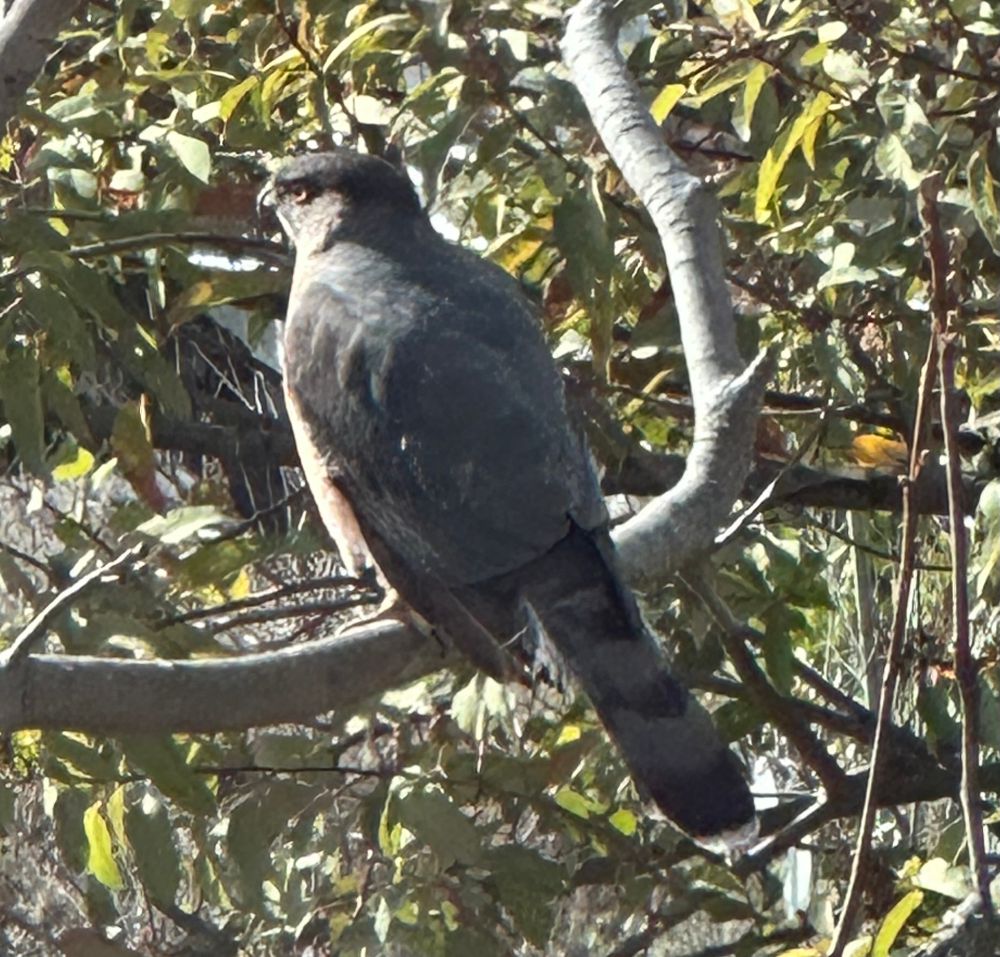 Picture of a kestrel perched in a tree with green leaves in the background. 