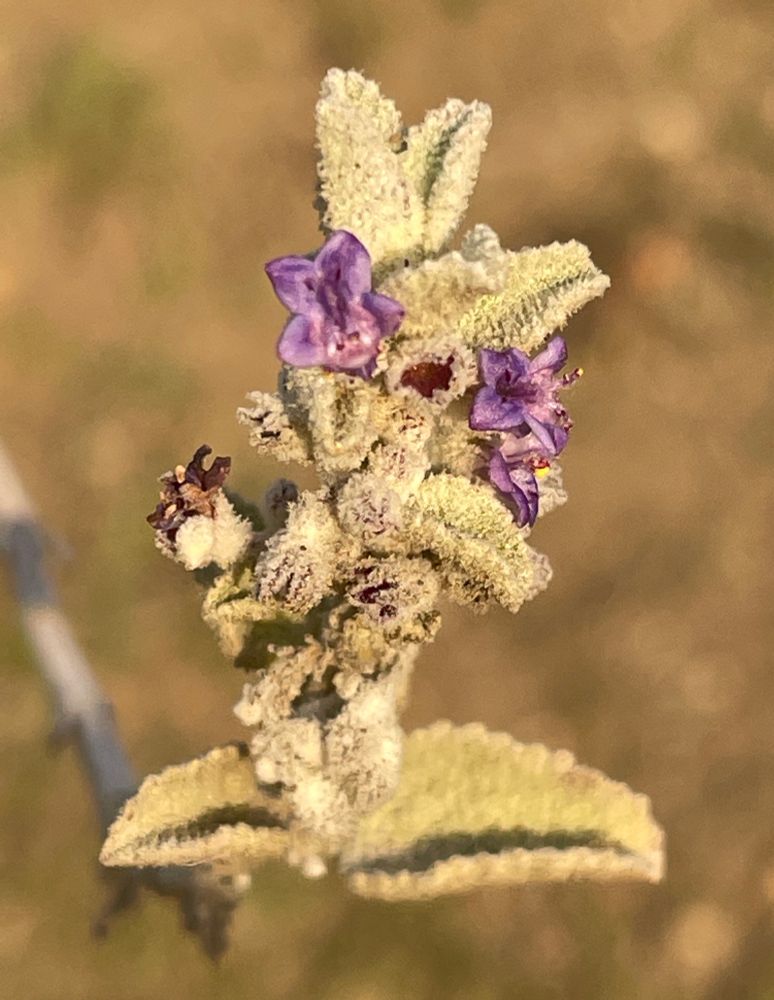 Fuzzy grey-green leaves and small purple flowers from a native desert lavender 