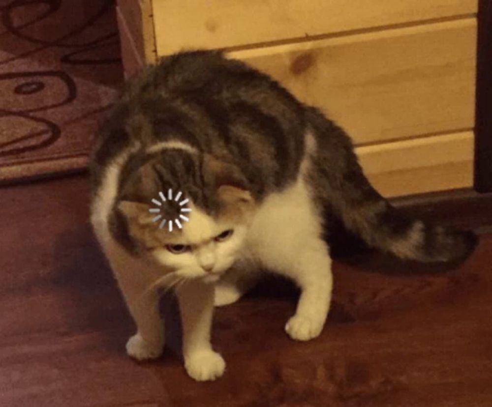 a cat with a loading circle on its head