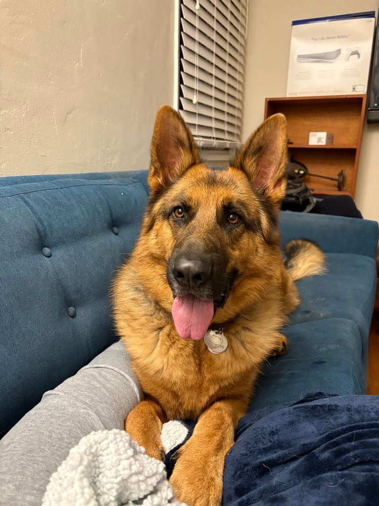German Shepherd lying on a sofa