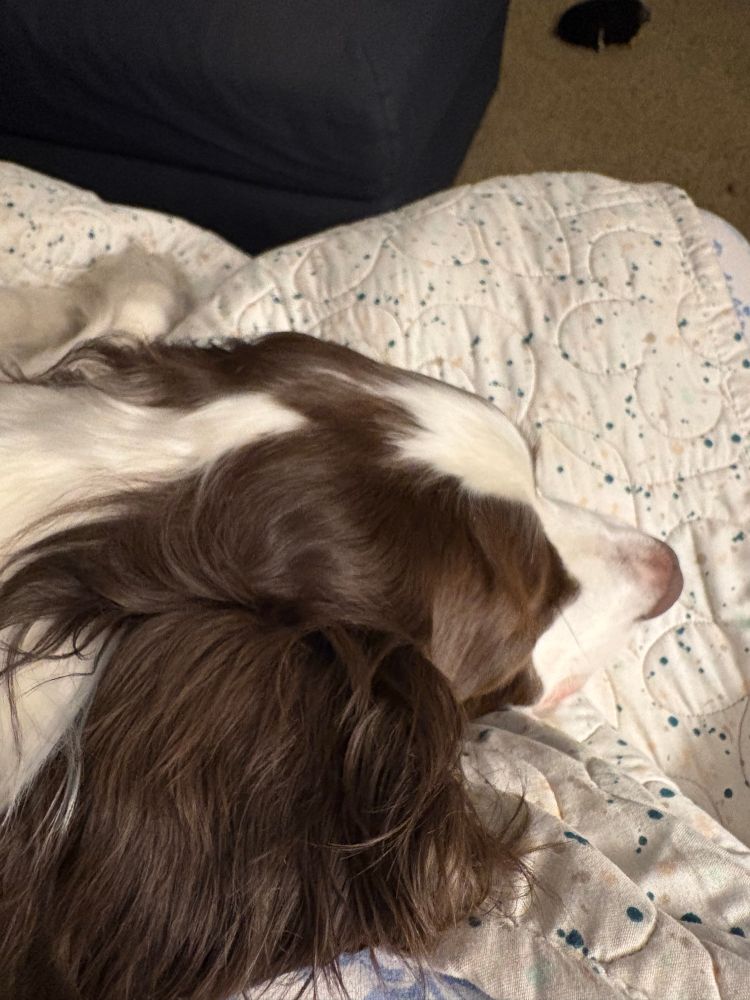 Head of a liver-and-white springer spaniel cuddling on a light green quilt. 