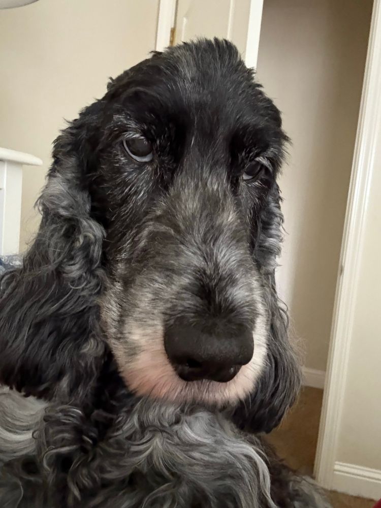 English cocker spaniel with a very focused look