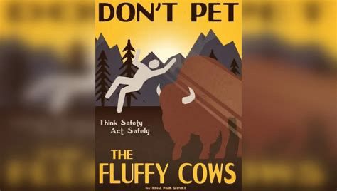 A picture showing a buffalo throwing a person into the air with the words Don’t pet the fluffy cows. Think and act safely. 