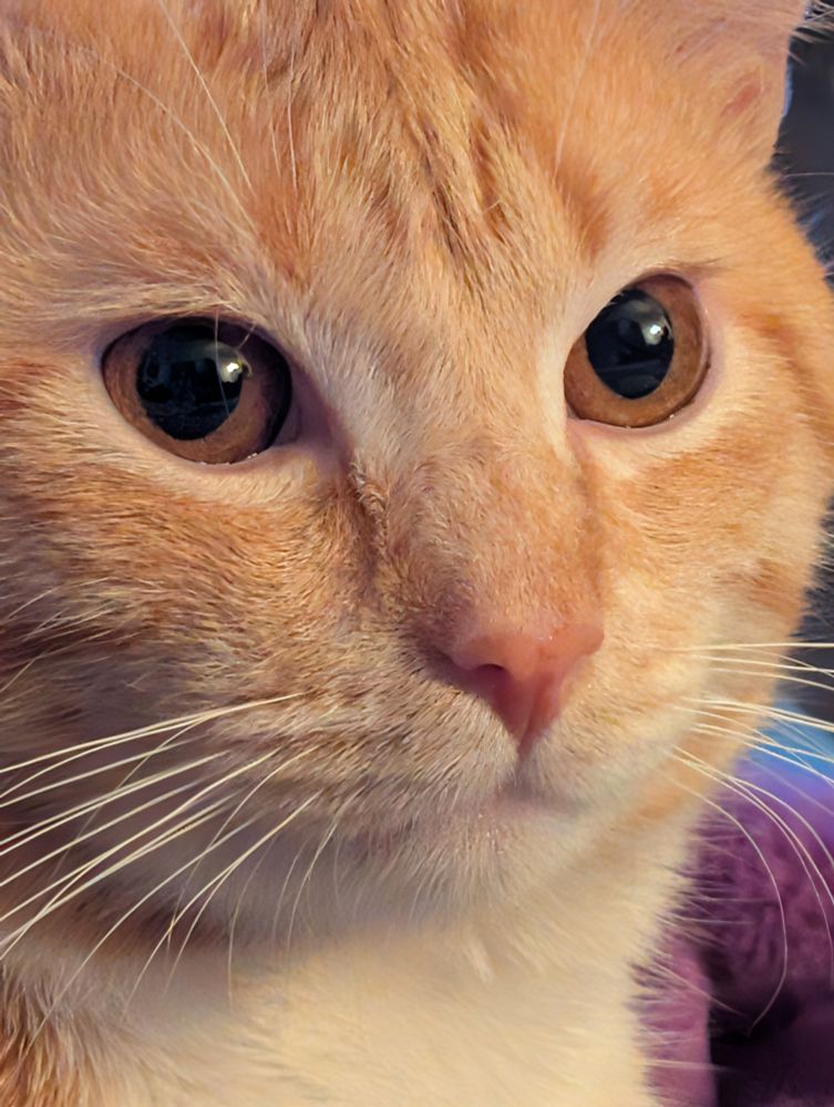 Extreme closeup of the face of an orange tabby cat with gold eyes. 