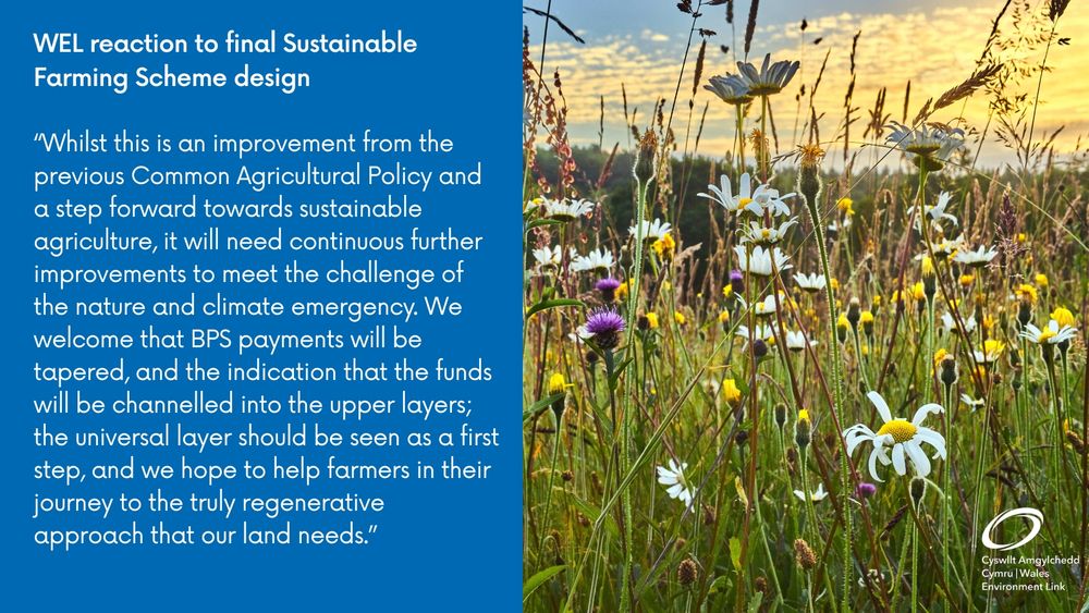 An image of half text and half photo. The photo is of a beautiful flowery hay meadow, with ox eye daisies, thistles, dandelions and tall grasses reaching up to the sky, against a backdrop of a yellow sunset. The text says: “WEL reaction to final Sustainable Farming Scheme design: Whilst this is an improvement from the previous Common Agricultural Policy and a step forward towards sustainable agriculture, it will need continuous further improvements to meet the challenge of the nature and climate emergency. We welcome that BPS payments will be tapered, and the indication that the funds will be channelled into the upper layers; the universal layer should be seen as a first step, and we hope to help farmers in their journey to the truly regenerative approach that our land needs.”