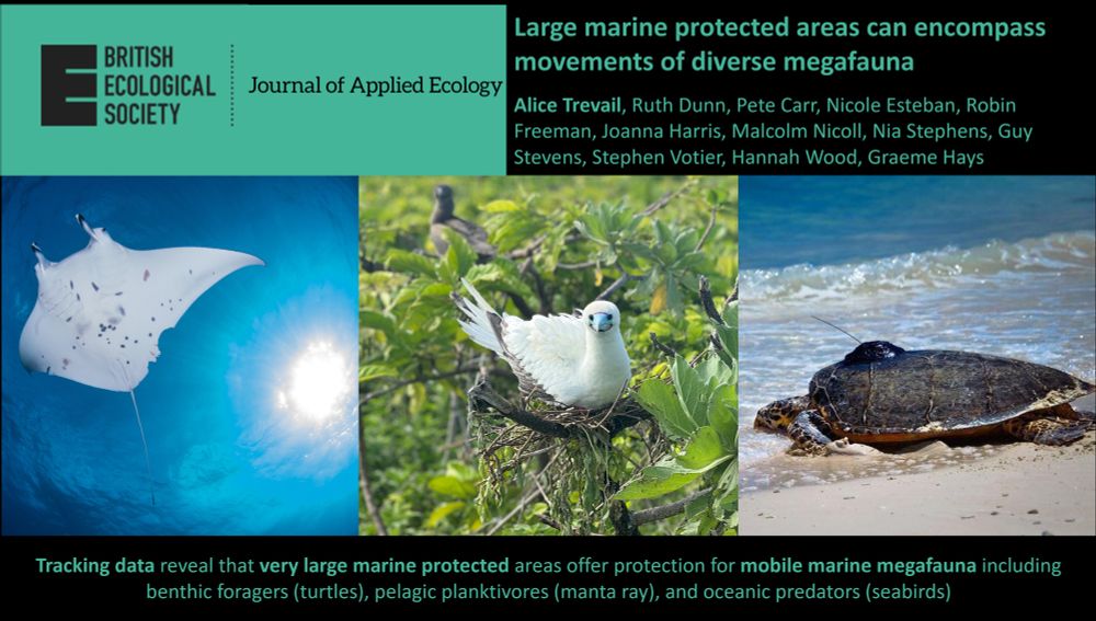 Photos of a reef manta ray, red-footed booby, and a hawsbill turtles with biologging devices attached to them. The journal logo is also featured, alongside the article title and author list. Some text reads: "Tracking data reveal that very large marine protected areas offer protection for mobile marine megafauna including benthic foragers (turtles), pelagic planktivores (manta ray), and oceanic predators (seabirds)".
