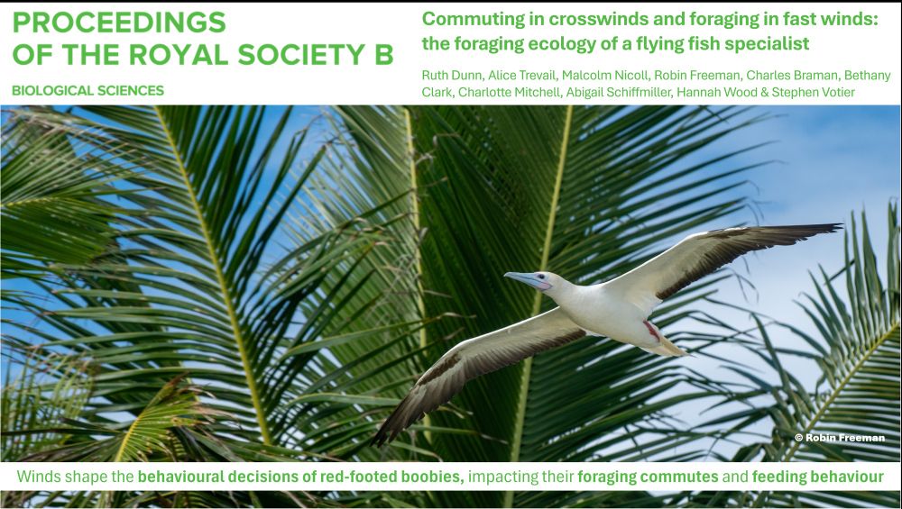 Composite image of the Proceedings B journal title, the manuscript title and the author list, alongside an image of a red-footed booby flying amongst palm trees. Some text reads: "Winds shape the behavioural decisions of red-footed boobies, impacting their foraging commutes and feeding behaviour".
