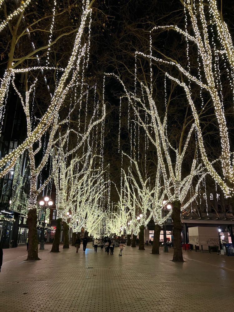 Night scene of trees draped with bright white lights.