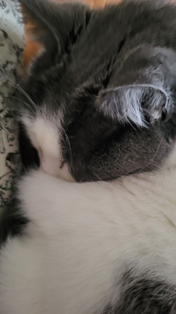 Photo gros plan d’un chat gris et blanc en train de dormir, enroulé en boule