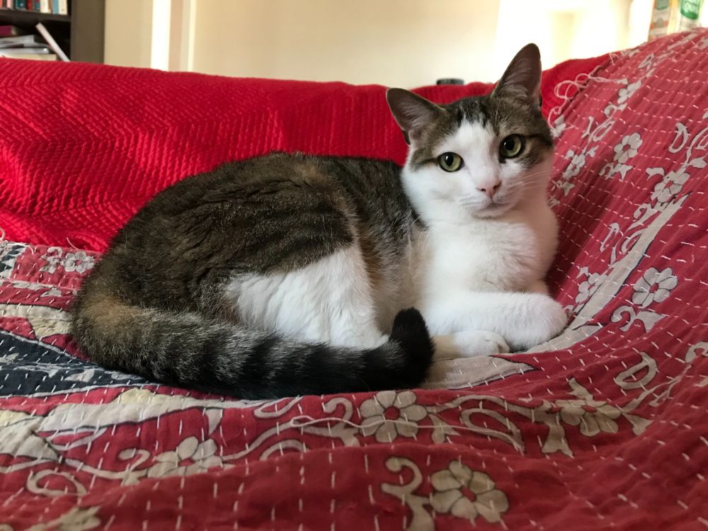 Photo of a tabby brown and white cat on a red sofa