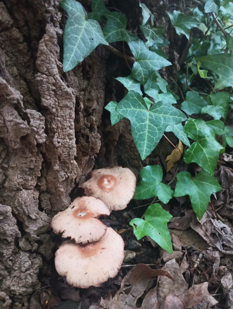 these shrooms have nips teehee