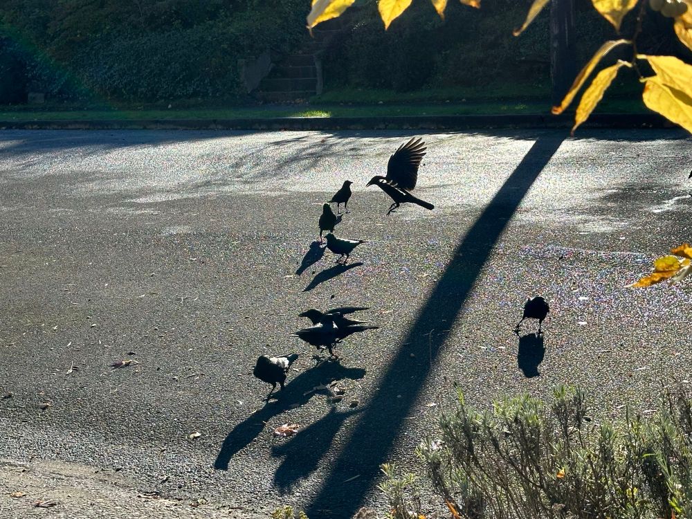 My neighborhood crow friends meet up in low autumn sun.