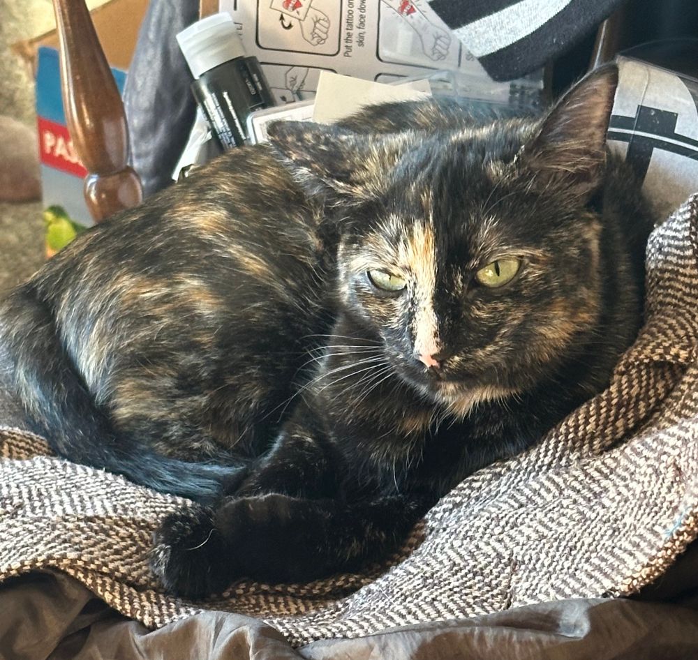 A sleepy-faced tortoiseshell kitten curled up on a brown tweed coat with one ear cocked back.