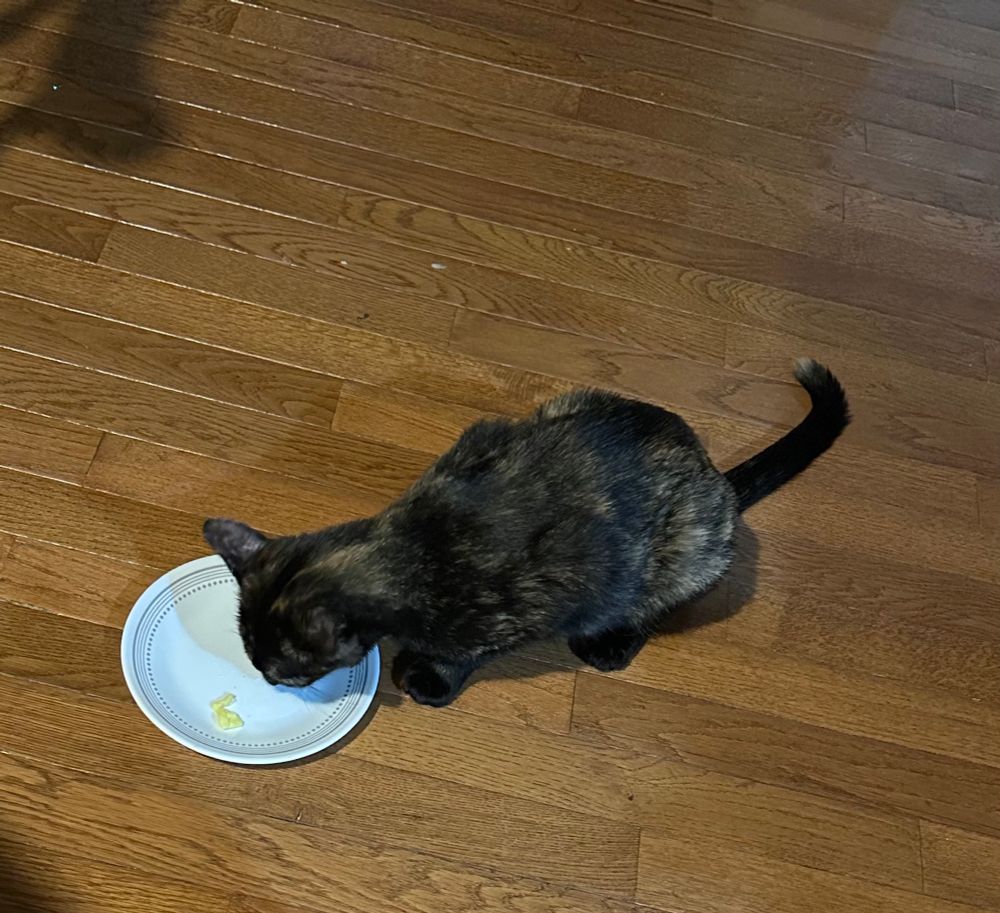A tortoiseshell kitten eating scrambled eggs off a small plate on a hardwood floor.