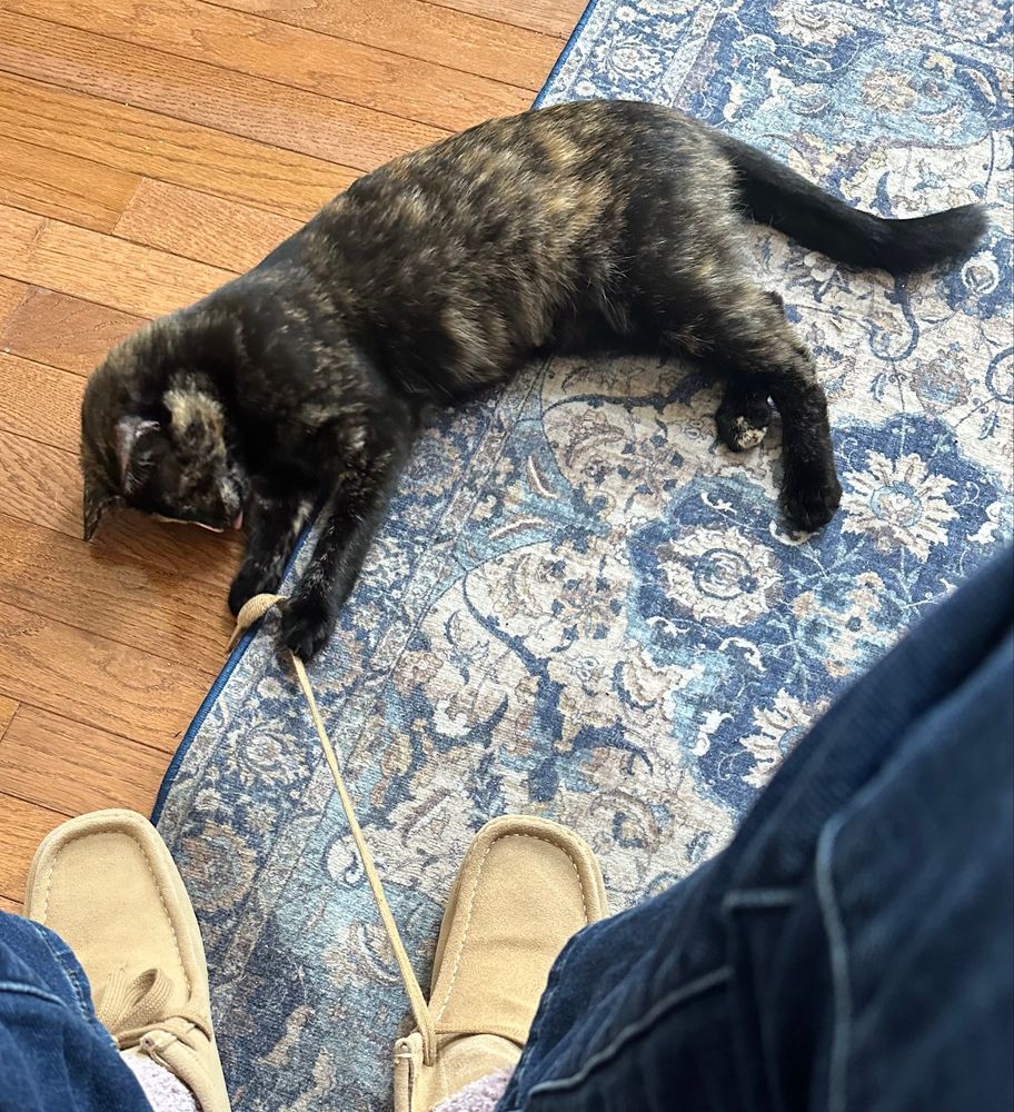 A tortie kitten pictured from above lying on her side and fiercely attacking an untied shoelace that she has pulled a few inches away from the foot. 